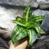 Kép 2/7 - Sansevieria hahnii 'Spiral Star'