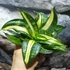 Kép 5/7 - Sansevieria hahnii 'Spiral Star'