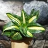 Kép 7/7 - Sansevieria hahnii 'Spiral Star'