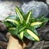 Kép 1/7 - Sansevieria hahnii 'Spiral Star'