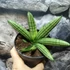 Kép 2/7 - Sansevieria Inti