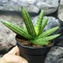 Kép 3/7 - Sansevieria Inti