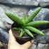 Kép 4/7 - Sansevieria Inti