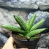 Kép 5/7 - Sansevieria Inti