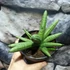 Kép 6/7 - Sansevieria Inti