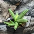 Kép 1/7 - Sansevieria Inti