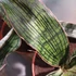 Kép 3/13 - Sansevieria Cleopatra hybrid