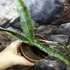 Kép 7/13 - Sansevieria Cleopatra hybrid