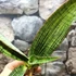 Kép 10/13 - Sansevieria Cleopatra hybrid