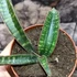 Kép 2/8 - Sansevieria 'Fischeri'