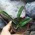 Kép 5/8 - Sansevieria 'Fischeri'