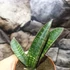 Kép 6/8 - Sansevieria 'Fischeri'