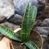 Kép 3/8 - Sansevieria 'Fischeri'