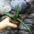 Kép 7/8 - Sansevieria 'Fischeri'