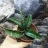 Kép 1/8 - Sansevieria 'Fischeri'