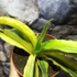 Kép 2/5 - Sansevieria katana 'Variegata'