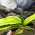 Kép 3/5 - Sansevieria katana 'Variegata'