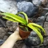 Kép 5/5 - Sansevieria katana 'Variegata'