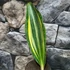 Kép 2/3 - Sansevieria masoniana 'Yellow Variegated'