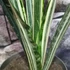 Kép 3/7 - Sansevieria Bantel's Sensation