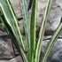 Kép 4/7 - Sansevieria Bantel's Sensation