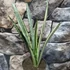 Kép 5/7 - Sansevieria Bantel's Sensation