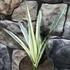Kép 2/7 - Sansevieria Bantel's Sensation