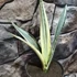 Kép 7/7 - Sansevieria Bantel's Sensation