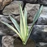 Kép 1/7 - Sansevieria Bantel's Sensation