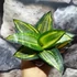Kép 2/8 - Sansevieria hahnii 'Radium'