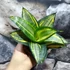 Kép 3/8 - Sansevieria hahnii 'Radium'