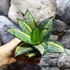 Kép 4/8 - Sansevieria hahnii 'Radium'