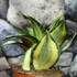 Kép 5/8 - Sansevieria hahnii 'Radium'