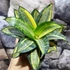 Kép 6/8 - Sansevieria hahnii 'Radium'