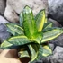 Kép 7/8 - Sansevieria hahnii 'Radium'