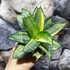 Kép 8/8 - Sansevieria hahnii 'Radium'
