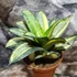 Kép 1/8 - Sansevieria hahnii 'Radium'