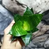 Kép 3/5 - Sansevieria hahnii 'Forest Star'