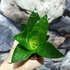 Kép 2/5 - Sansevieria hahnii 'Forest Star'