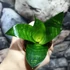 Kép 4/5 - Sansevieria hahnii 'Forest Star'