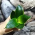 Kép 3/4 - Sansevieria hahnii 'Emerald Star'
