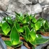 Kép 1/4 - Sansevieria hahnii 'Emerald Star'
