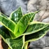 Kép 3/6 - Sansevieria hahnii 'Ocean Star'