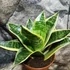 Kép 2/6 - Sansevieria hahnii 'Ocean Star'