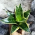 Kép 4/6 - Sansevieria hahnii 'Ocean Star'