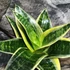 Kép 5/6 - Sansevieria hahnii 'Ocean Star'