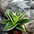 Kép 6/6 - Sansevieria hahnii 'Ocean Star'