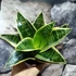 Kép 1/6 - Sansevieria hahnii 'Ocean Star'