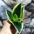 Kép 3/6 - Sansevieria hahnii 'Glimmering Star'