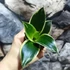 Kép 2/6 - Sansevieria hahnii 'Glimmering Star'